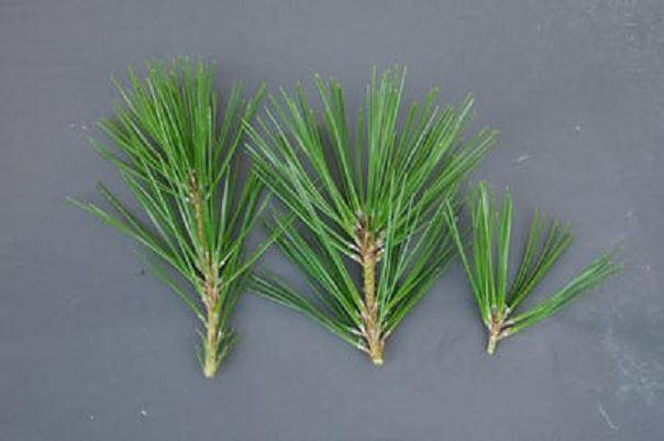 图解 如何使小品黑松盆景的芽松开