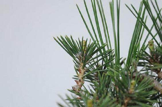 图解 如何使小品黑松盆景的芽松开