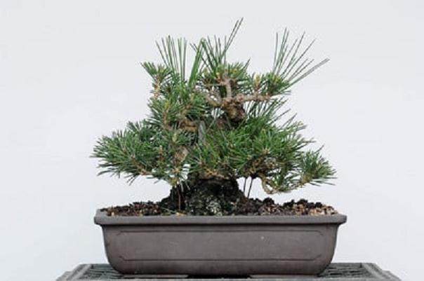 图解 如何使小品黑松盆景的芽松开