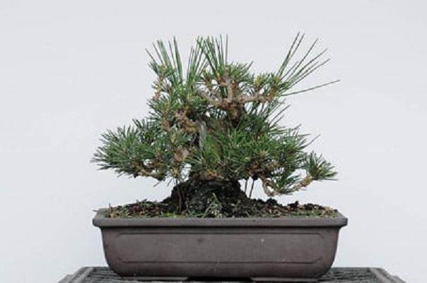 图解 如何使小品黑松盆景的芽松开