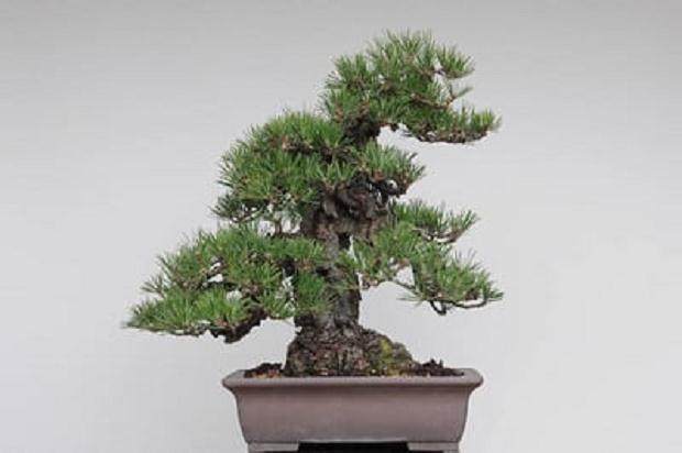 日本的软木树皮黑松盆景