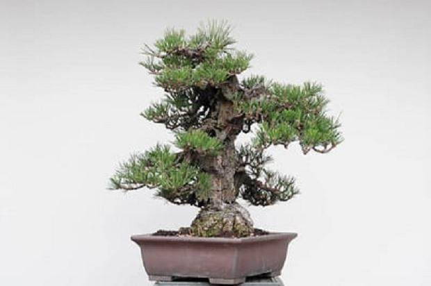 日本的软木树皮黑松盆景