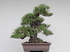 日本的软木树皮黑松盆景