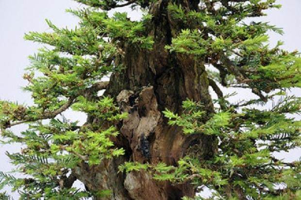 红木帝国盆景协会第27届年度展