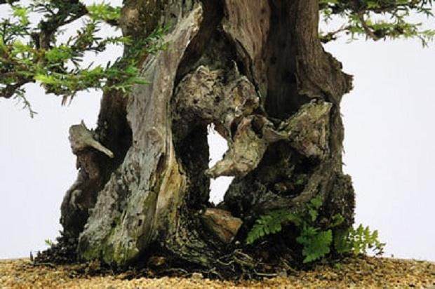 红木帝国盆景协会第27届年度展