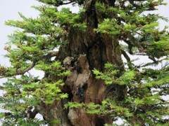 红木帝国盆景协会第27届年度展