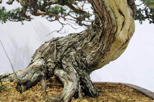 红木帝国盆景协会第27届年度展