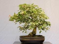 红木帝国盆景协会 - 第27届年度表演