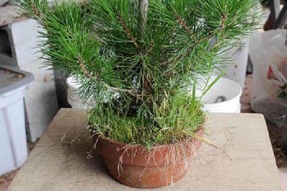 图解 夏季盆景苔藓的养护工作