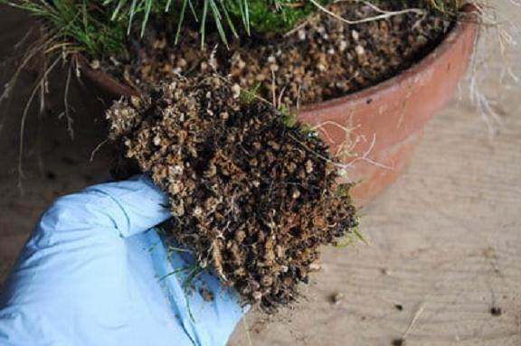 图解 夏季盆景苔藓的养护工作