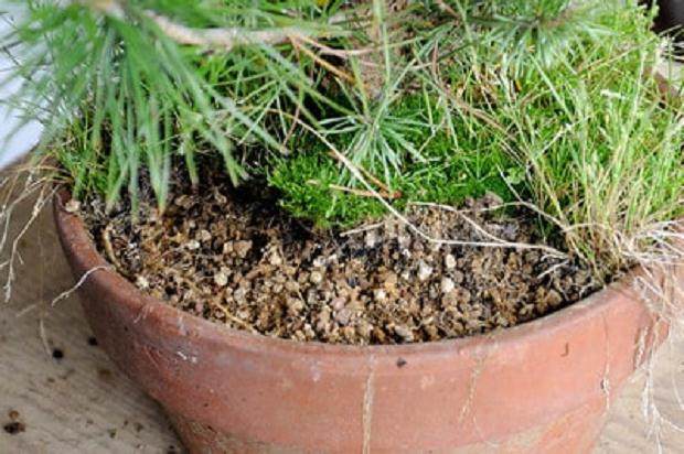 图解 夏季盆景苔藓的养护工作