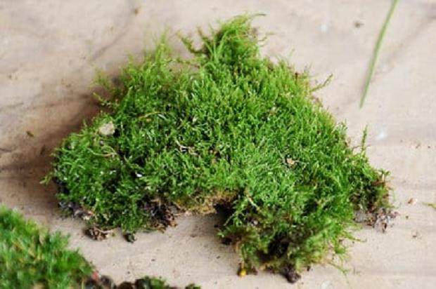 图解 夏季盆景苔藓的养护工作