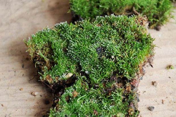 图解 夏季盆景苔藓的养护工作