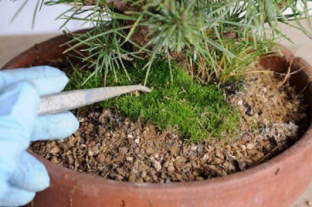 图解 夏季盆景苔藓的养护工作