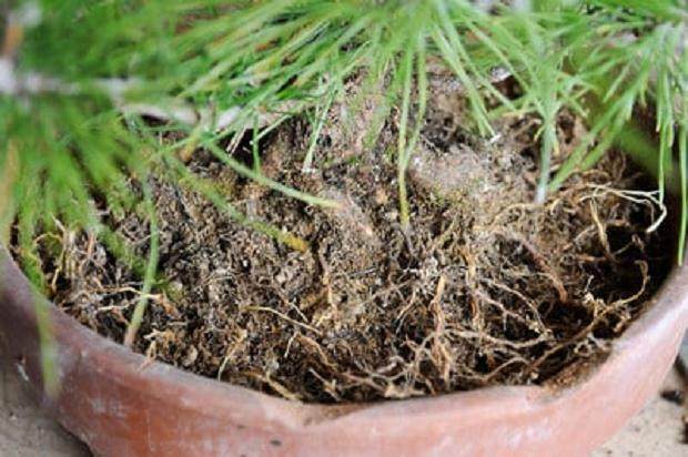 图解 夏季盆景苔藓的养护工作