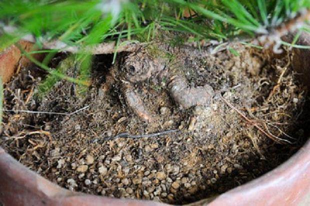 图解 夏季盆景苔藓的养护工作