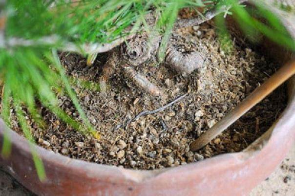 图解 夏季盆景苔藓的养护工作