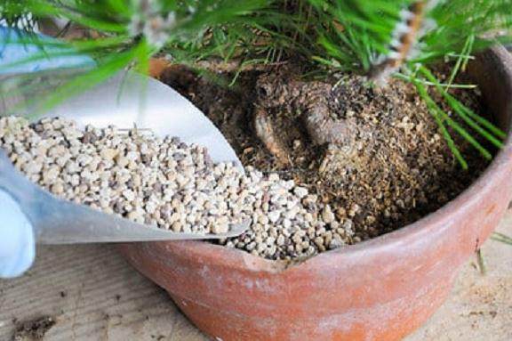 图解 夏季盆景苔藓的养护工作