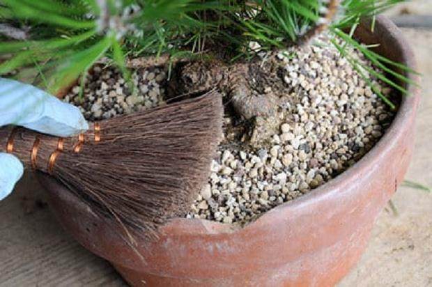 图解 夏季盆景苔藓的养护工作