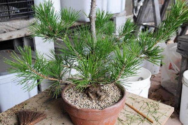 图解 夏季盆景苔藓的养护工作