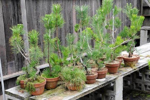 图解 夏季盆景苔藓的养护工作