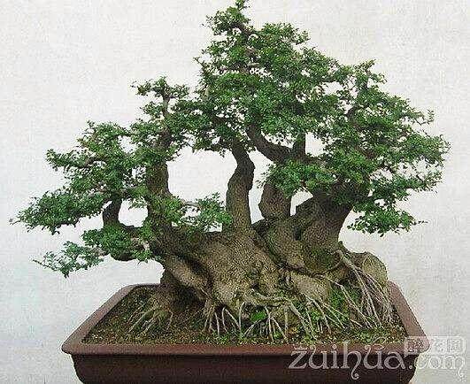 自己盆景园内的3棵对节白腊盆景被盗