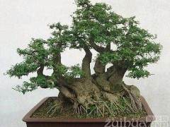 自己盆景园内的3棵对节白腊盆景被盗