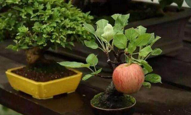 八达岭镇已经培育苹果树盆景28000余盆