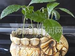 小小枇杷核也能成长盆景