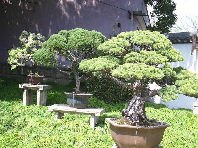 上海植物盆景园将会为市民打造美观的游园环境