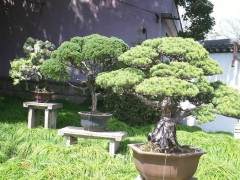 上海植物盆景园将会为市民打造美观的游园环境