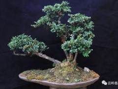 点苍园占地有120平方米 有盆景200度盆