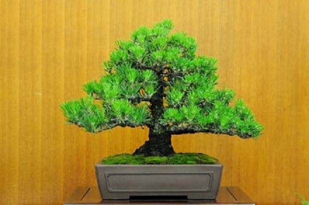 东湾岛盆景协会第49届年度展会