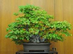 东湾岛盆景协会第49届年度展会