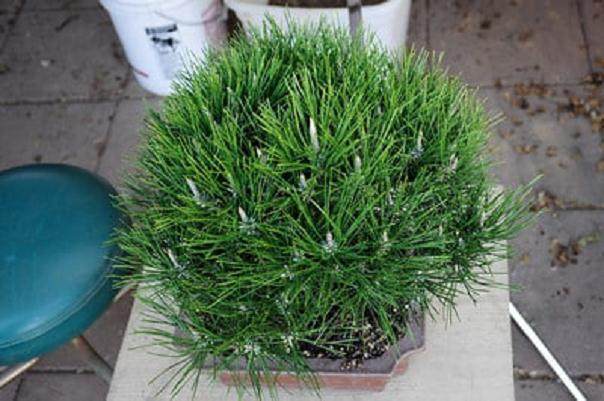 在加利福尼亚州教松树盆景的修剪技巧