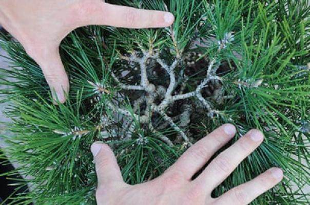 图解 在加利福尼亚州教松树盆景的修剪技巧