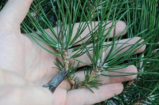 图解 在加利福尼亚州教松树盆景的修剪技巧