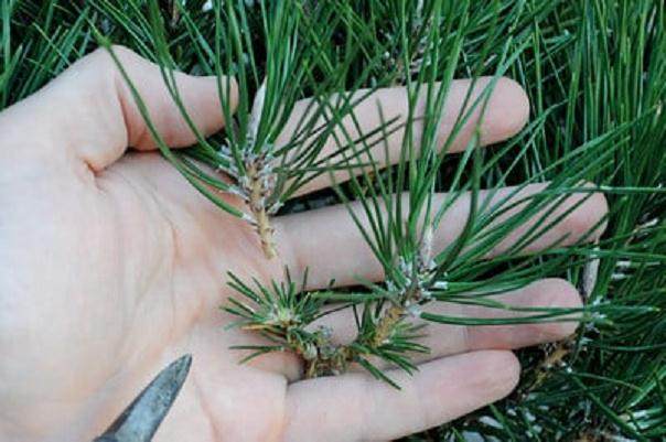 图解 在加利福尼亚州教松树盆景的修剪技巧