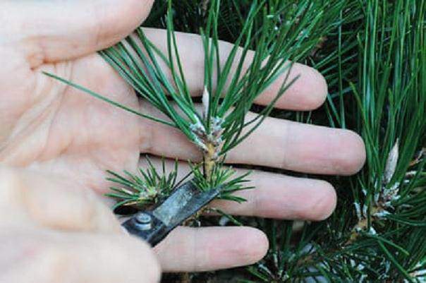 图解 在加利福尼亚州教松树盆景的修剪技巧