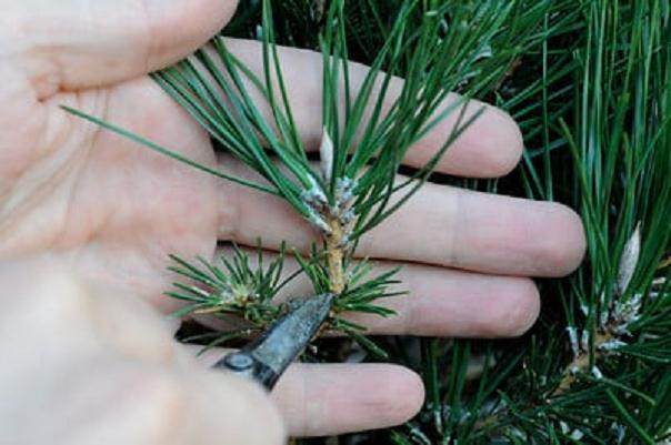 图解 在加利福尼亚州教松树盆景的修剪技巧