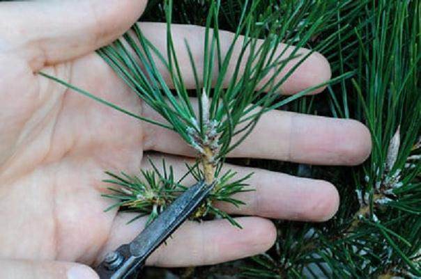 图解 在加利福尼亚州教松树盆景的修剪技巧