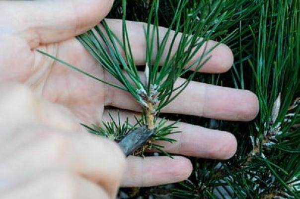 图解 在加利福尼亚州教松树盆景的修剪技巧