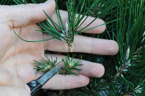 图解 在加利福尼亚州教松树盆景的修剪技巧