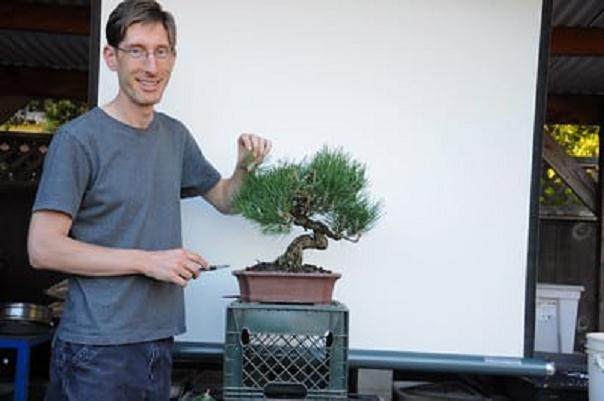 图解 在加利福尼亚州教松树盆景的修剪技巧