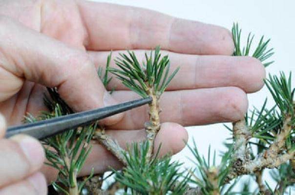 图解 在加利福尼亚州教松树盆景的修剪技巧