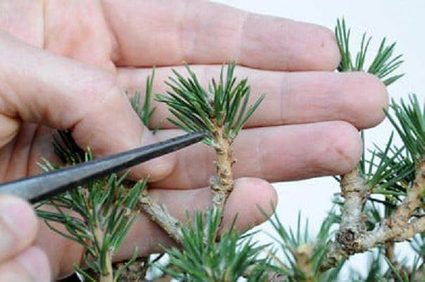 图解 在加利福尼亚州教松树盆景的修剪技巧