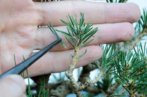 图解 在加利福尼亚州教松树盆景的修剪技巧