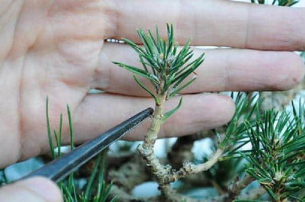图解 在加利福尼亚州教松树盆景的修剪技巧