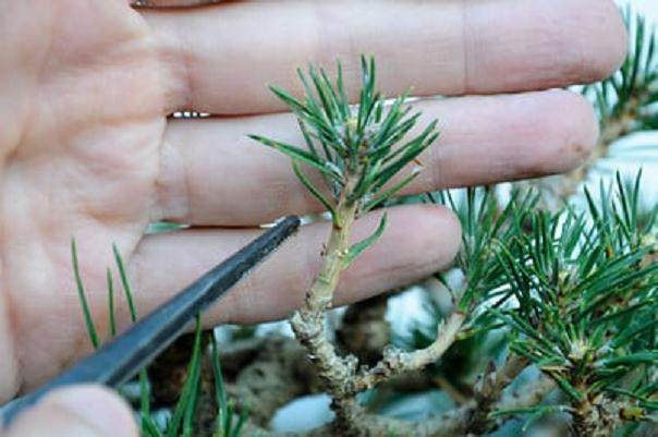 图解 在加利福尼亚州教松树盆景的修剪技巧