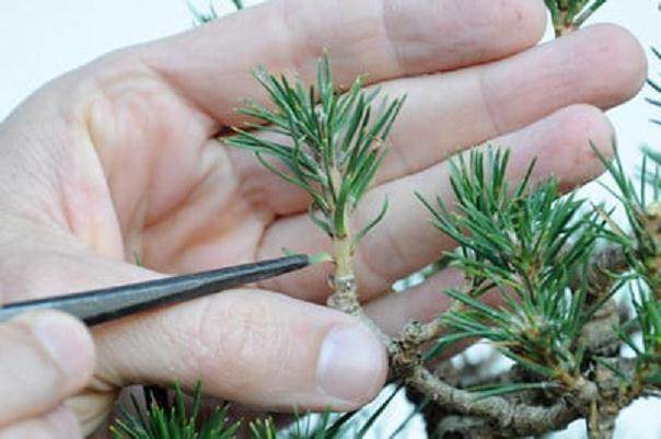 图解 在加利福尼亚州教松树盆景的修剪技巧